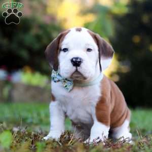 Miles, Beabull Puppy